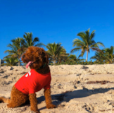 Cute Mini Goldendoodle Poodle Mix Pup Cute Mini Goldendoodle Poodle Mix Pup