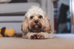 Cute Cavapoo Poodle Mix Pup