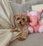 Maltipoo Being Cute Maltipoo Being Cute