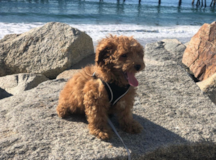 Cute Poodle Pup Cute Poodle Pup