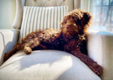 Mini Labradoodle Being Cute Mini Labradoodle Being Cute
