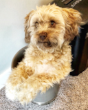Cute Mini Labradoodle Poodle Mix Pup Cute Mini Labradoodle Poodle Mix Pup