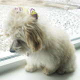 Havapoo Being Cute Havapoo Being Cute