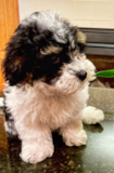 Shih Poo Being Cute Shih Poo Being Cute