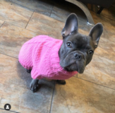 Cute Frenchie Purebred Pup Cute Frenchie Purebred Pup