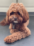Cute Cavapoo Poodle Mix Pup Cute Cavapoo Poodle Mix Pup