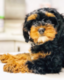 Cavapoo Being Cute Cavapoo Being Cute