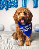 Cute Cavalier Poodle Mix Pup Cute Cavalier Poodle Mix Pup