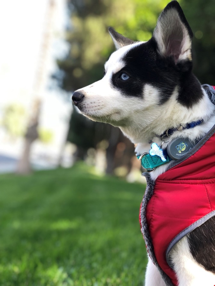 Cute Mini Husky Designer Pup
