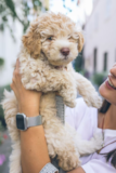 Cute Cocker Poodle Mix Pup