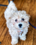 Cute Maltepoo Poodle Mix Pup Cute Maltepoo Poodle Mix Pup