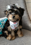 Cute Morkie Pup Cute Morkie Pup