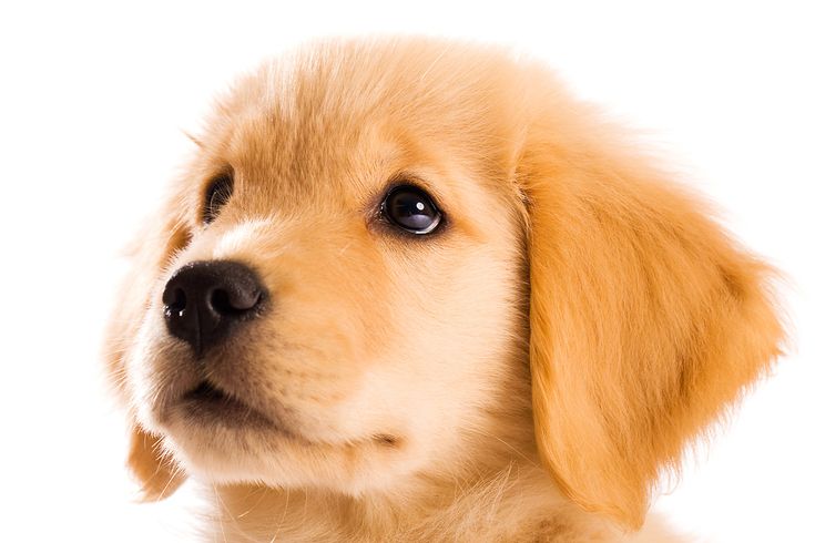 Golden Retriever Puppy For Sale - Puppy Love PR