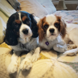 Cute Cavalier King Charles Spaniel Pup Cute Cavalier King Charles Spaniel Pup