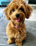 Cute Maltepoo Poodle Mix Pup Cute Maltepoo Poodle Mix Pup