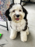 Cute Mini Sheepadoodle Poodle Mix Pup Cute Mini Sheepadoodle Poodle Mix Pup