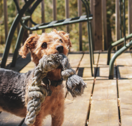 Yorkie Bichon Puppies For Sale - Puppy Love PR