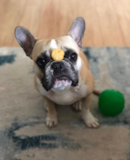 French Bulldog Being Cute French Bulldog Being Cute