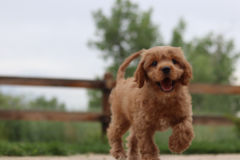 Cute Cavoodle Poodle Mix Pup