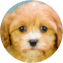 Cavapoo Puppy For Sale - Puppy Love PR