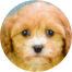 Cavapoo Puppies For Sale - Puppy Love PR