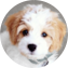 Cavachon Puppy For Sale - Puppy Love PR