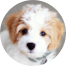 Cavachon Puppies For Sale - Puppy Love PR