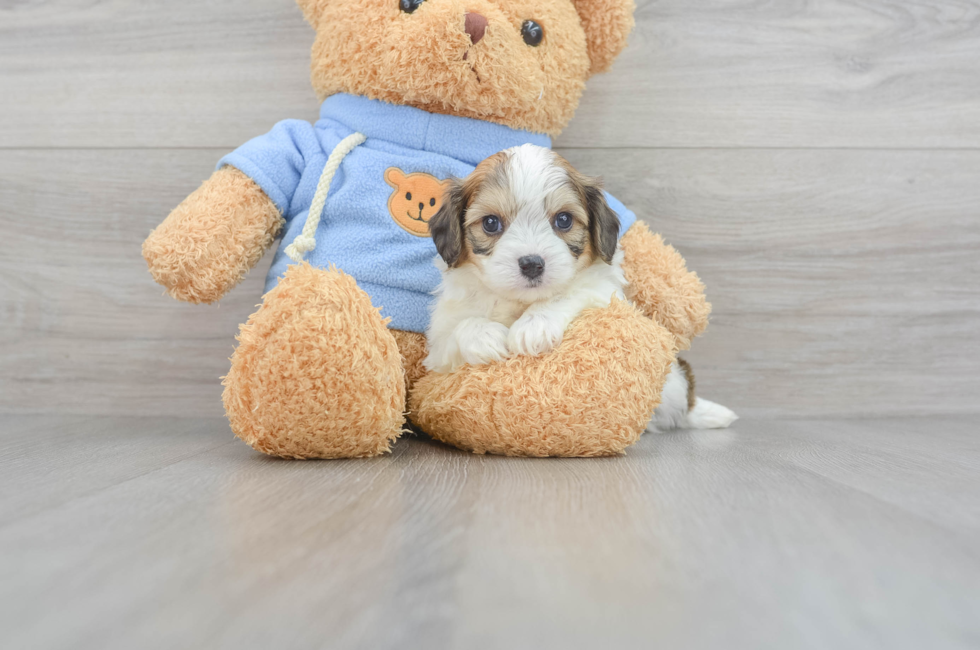6 week old Cavachon Puppy For Sale - Puppy Love PR