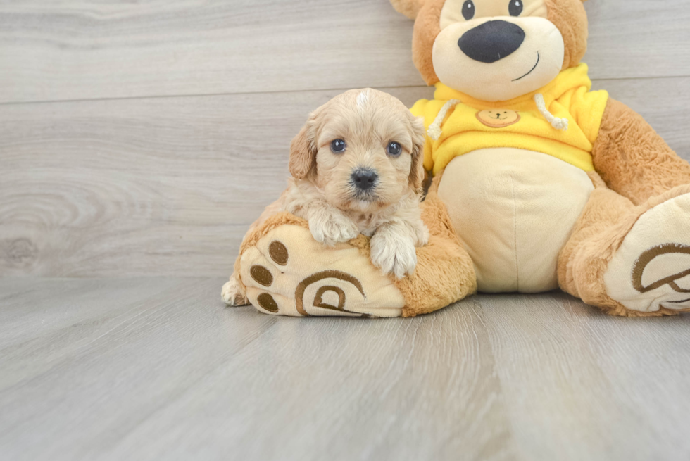 Friendly Cavachon Baby