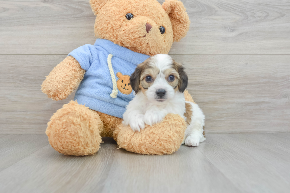 Sweet Cavachon Baby