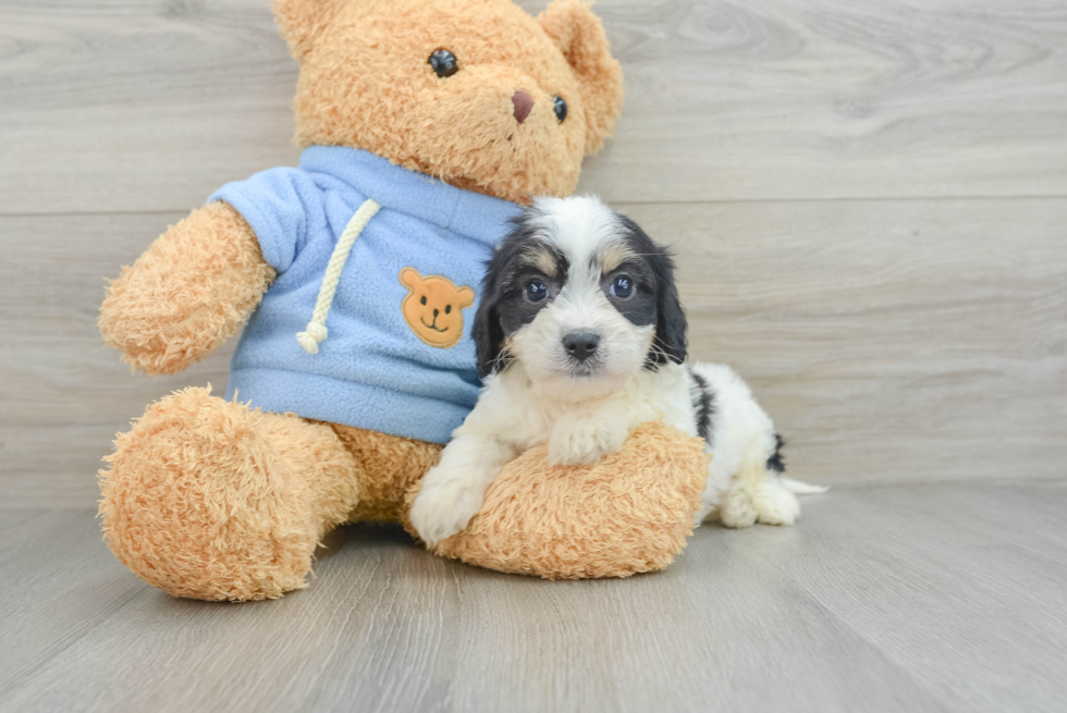 Cavachon Pup Being Cute