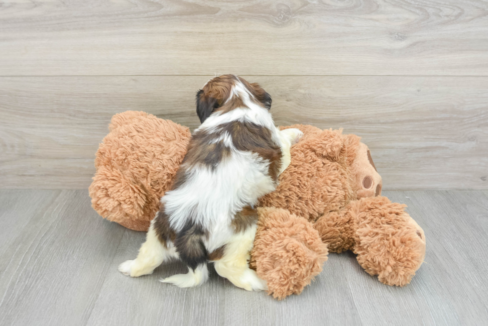 Cavachon Pup Being Cute