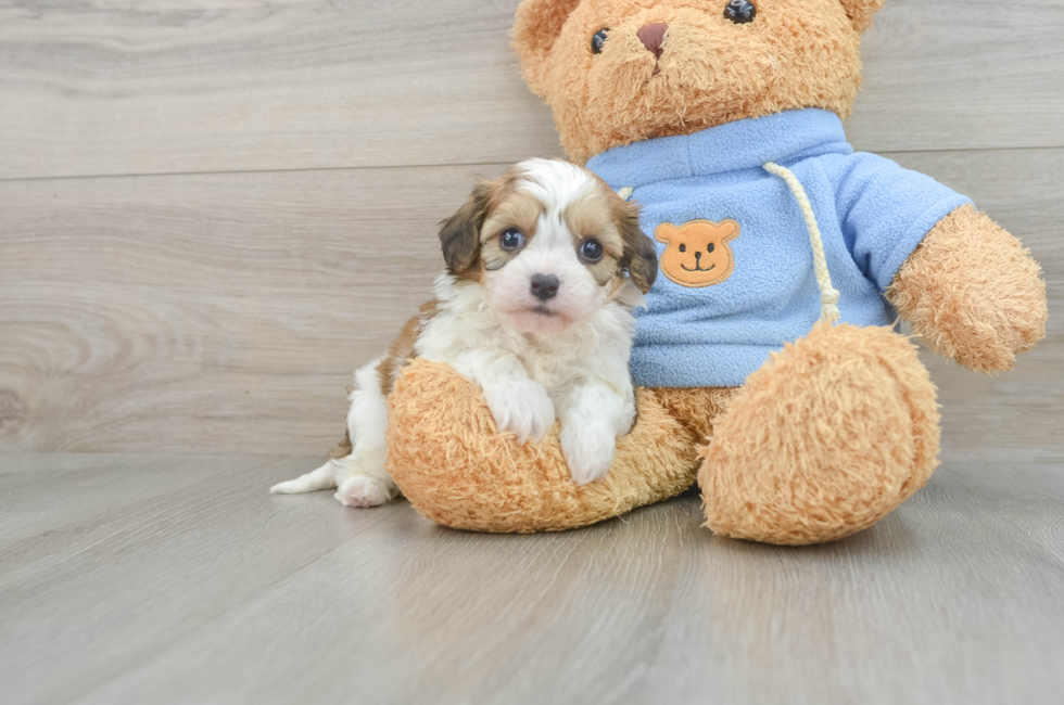 8 week old Cavachon Puppy For Sale - Puppy Love PR