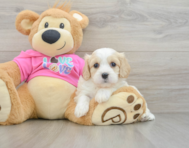 7 week old Cavachon Puppy For Sale - Puppy Love PR