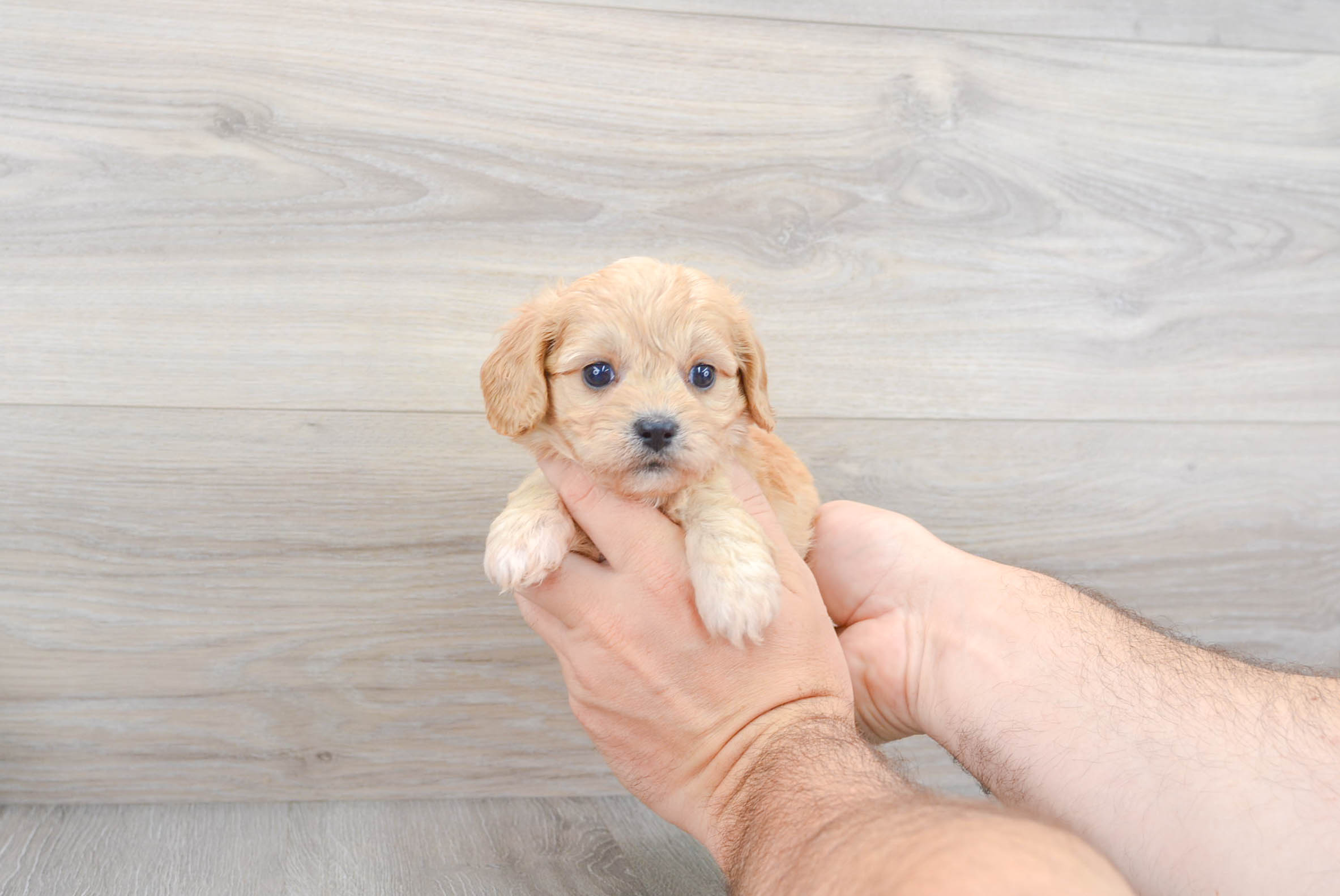 Teacup cavachon best sale