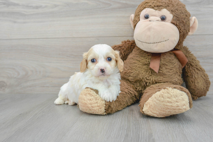 Meet Alex - our Cavachon Puppy Photo 1/3 - Puppy Love PR Cavachon Puppy for Adoption