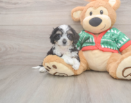 6 week old Cavachon Puppy For Sale - Puppy Love PR