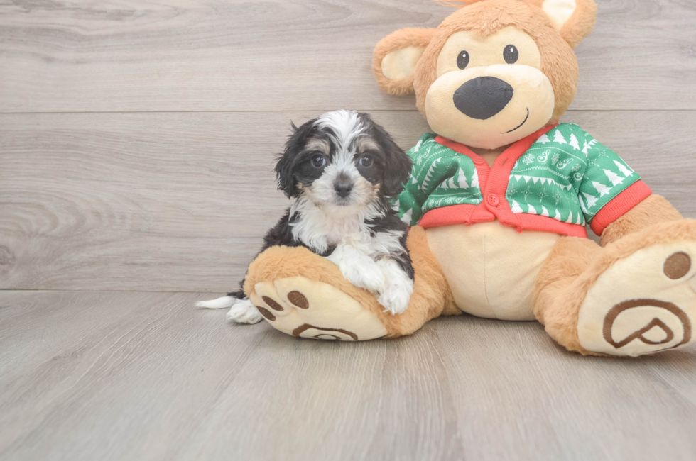 6 week old Cavachon Puppy For Sale - Puppy Love PR