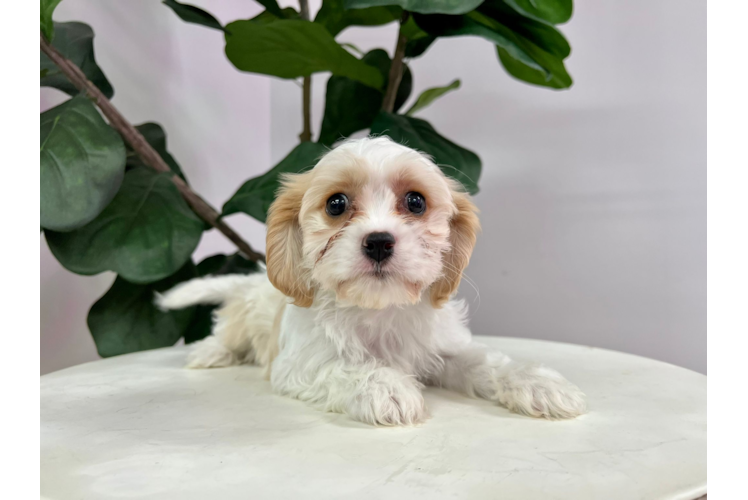 Meet Alice - our Cavachon Puppy Photo 1/1 - Puppy Love PR Cute Cavalier Designer Puppy