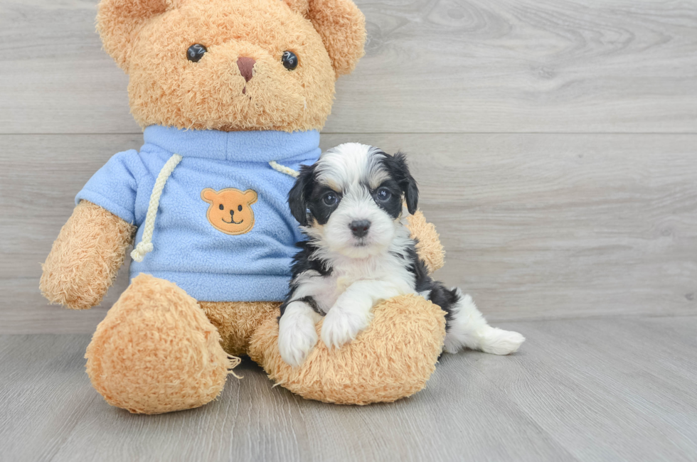 6 week old Cavachon Puppy For Sale - Puppy Love PR