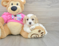 6 week old Cavachon Puppy For Sale - Puppy Love PR