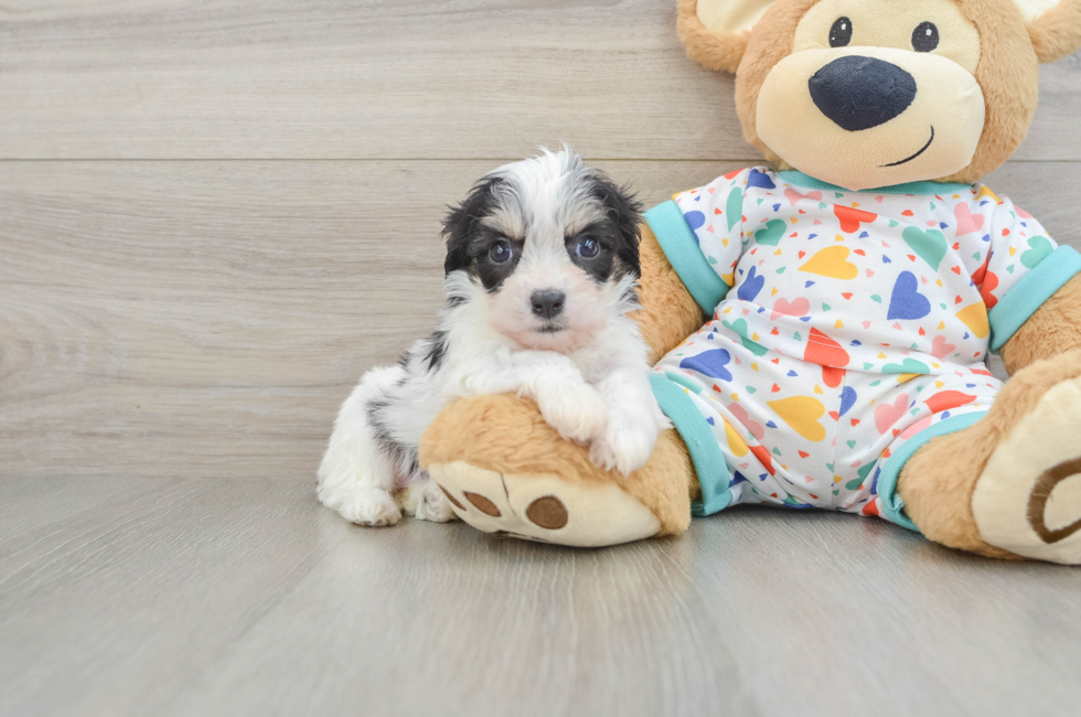 5 week old Cavachon Puppy For Sale - Puppy Love PR