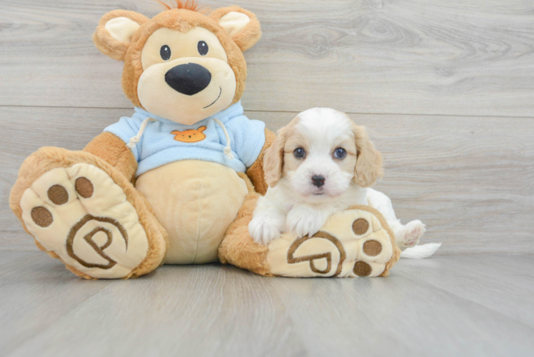Meet Annette - our Cavachon Puppy Photo 1/3 - Puppy Love PR Cavachon Puppy for Adoption