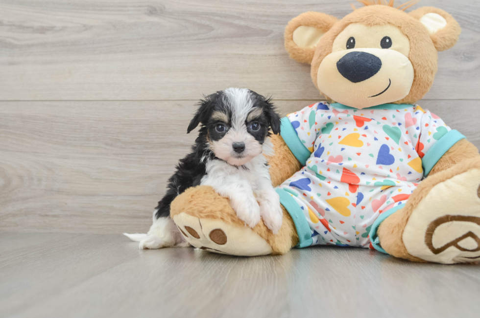 5 week old Cavachon Puppy For Sale - Puppy Love PR