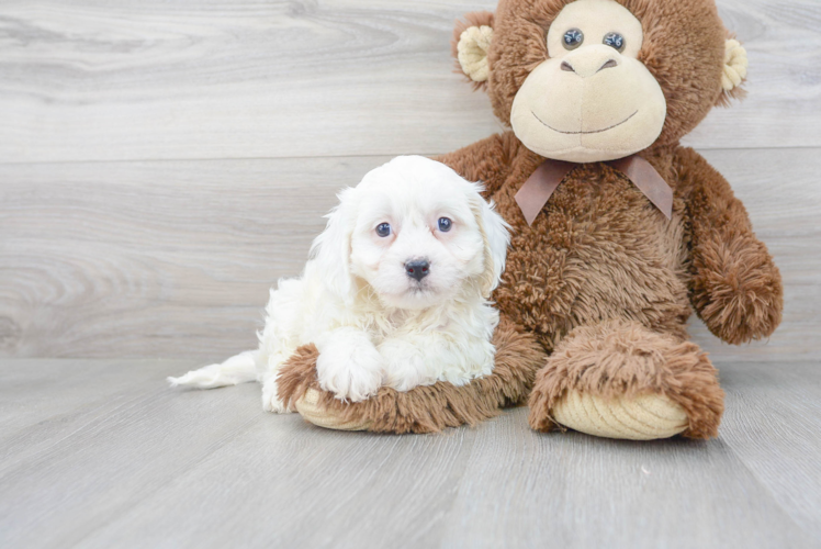 Best Cavachon Baby