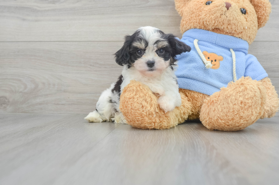 7 week old Cavachon Puppy For Sale - Puppy Love PR