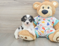 5 week old Cavachon Puppy For Sale - Puppy Love PR