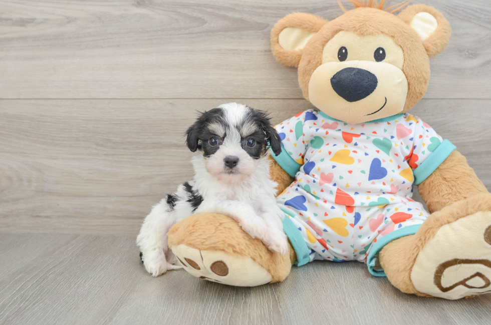 5 week old Cavachon Puppy For Sale - Puppy Love PR