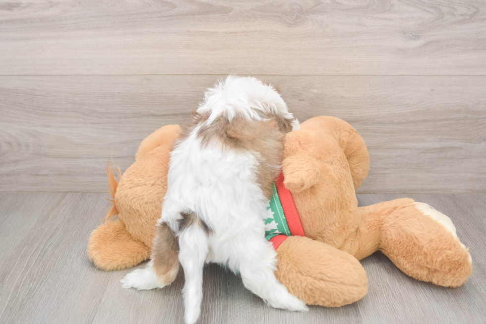 Adorable Cavalier Bichon Designer Puppy