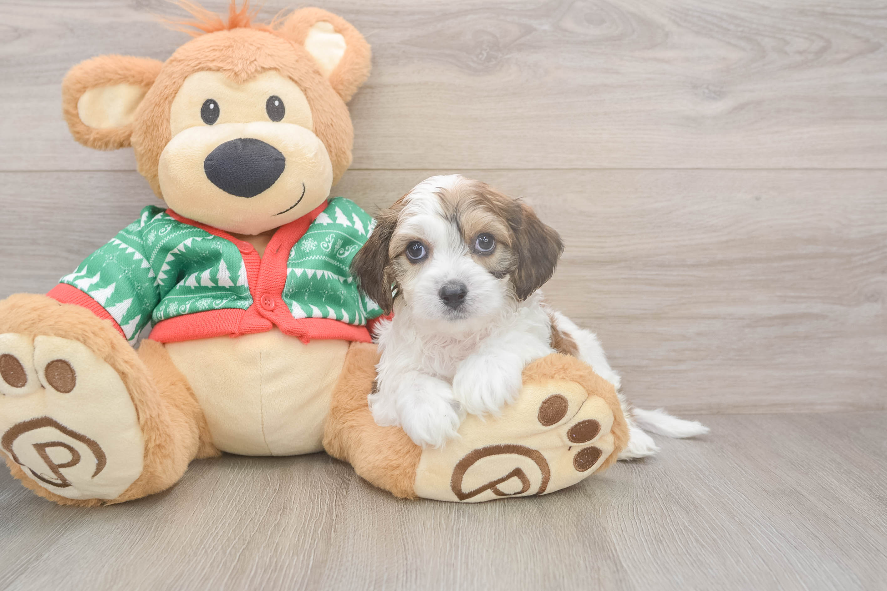 Adorable Cavalier Bichon Designer Puppy